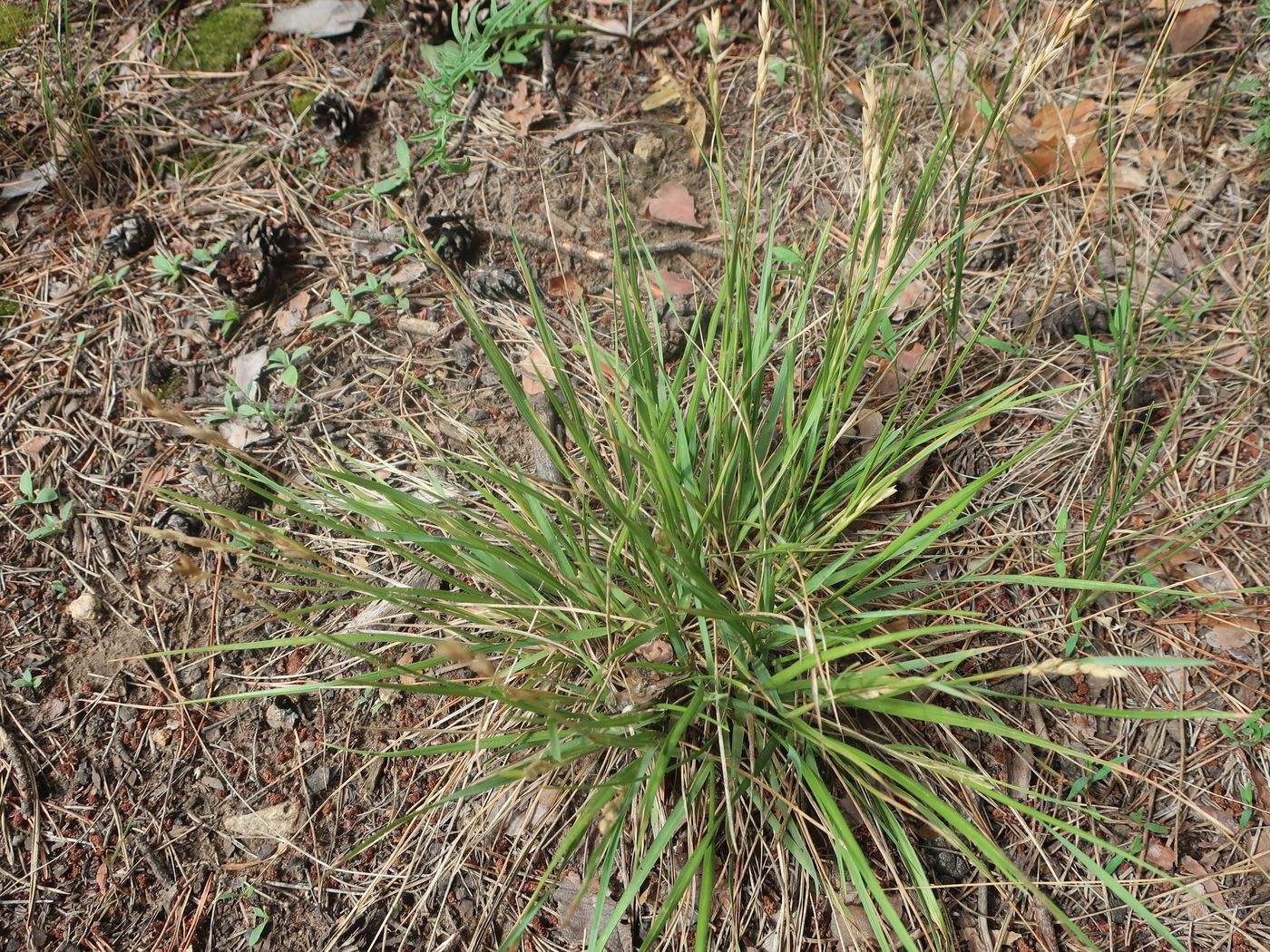 Изображение особи Sieglingia decumbens.