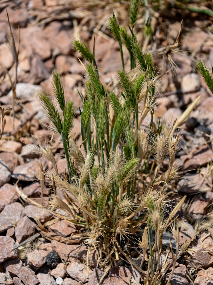 Image of genus Hordeum specimen.