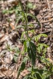 Silene noctiflora. Часть побега. Карачаево-Черкесия, Карачаевский р-н, ущ. р. Бадук, смешанный лес. 23.06.2024.