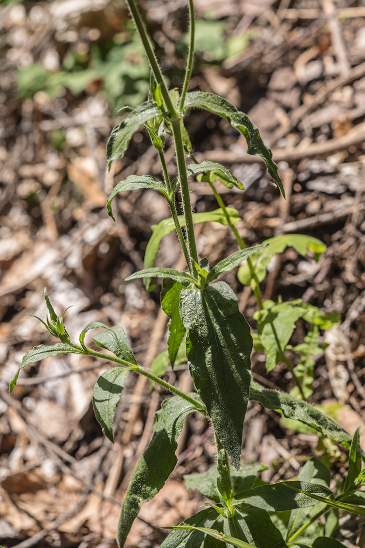 Image of Silene noctiflora specimen.