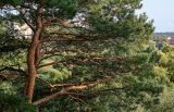 Pinus sylvestris. Часть ствола и ветви взрослого дерева. Московская обл., Одинцовский гор. округ, окр. дер. Аниково, высокий берег р. Москва, край обрыва. 18.08.2024.