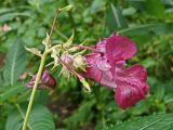 Impatiens glandulifera. Соцветие с бутонами, цветками и завязями. Хабаровский край, окр. г. Комсомольск-на-Амуре, смешанный лес, обочина лесной дороги. 26.08.2024.