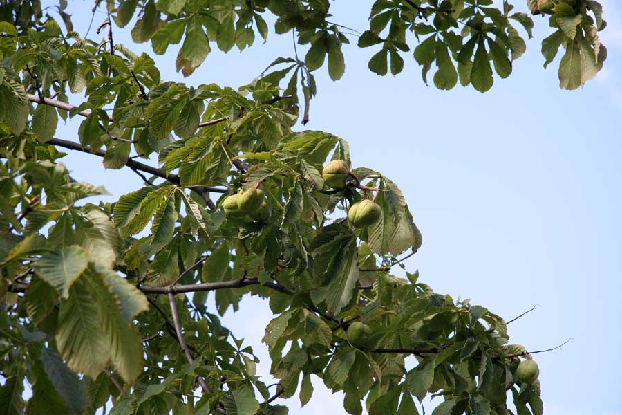 Image of Aesculus flava specimen.