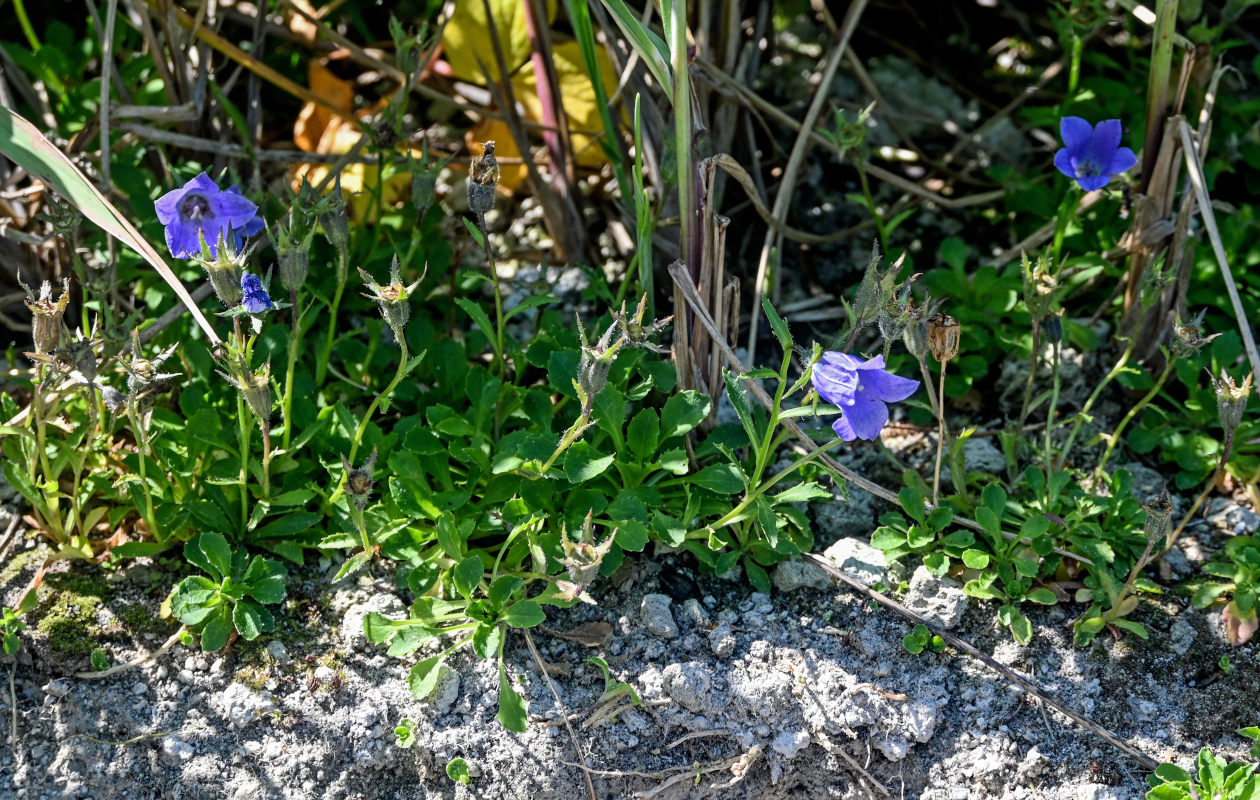 Изображение особи Campanula lasiocarpa.