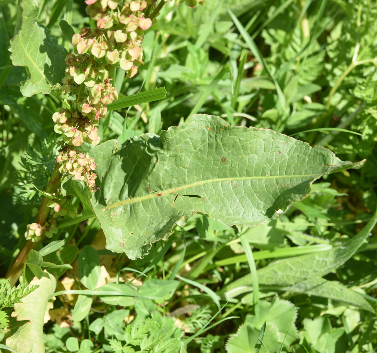 Image of Rumex confertus specimen.