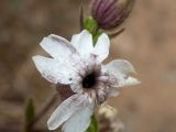 Melandrium latifolium