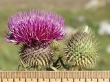 Cirsium ciliatum. Соцветия в разных фазах цветения. Кабардино-Балкария, Черекский р-н, окр. с/п Верхняя Балкария, левый борт долины р. Хашхасу, ≈ 1800 м н.у.м., горный луг, используемый под выпас. 29.07.2024.