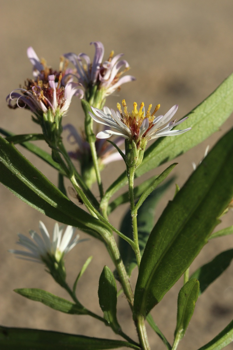 Image of Symphyotrichum &times; salignum specimen.