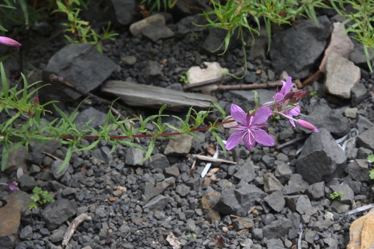 Изображение особи Chamaenerion colchicum.