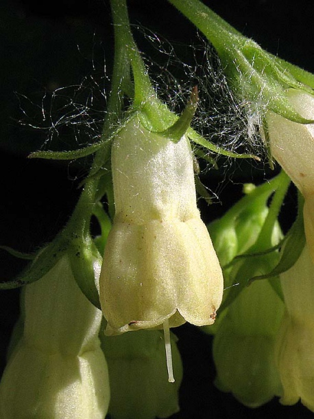 Image of Symphytum cordatum specimen.