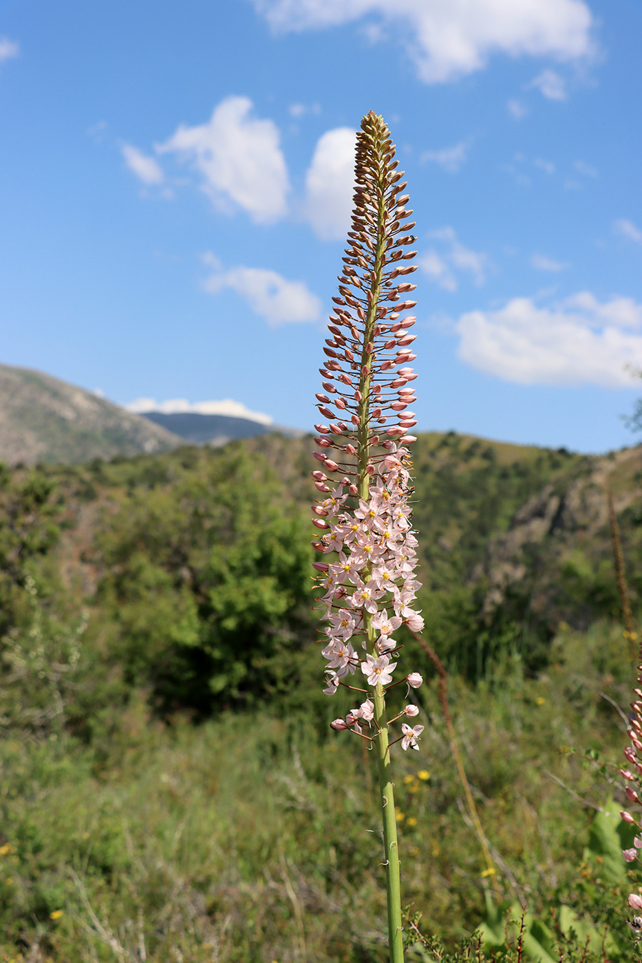 Image of Eremurus robustus specimen.