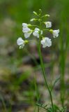 Cardamine pratensis