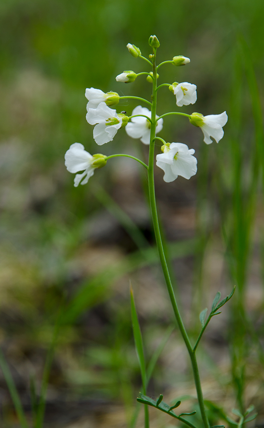 Изображение особи Cardamine pratensis.