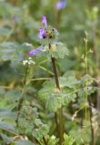 Lamium amplexicaule. Верхушка цветущего растения. Испания, автономное сообщество Каталония, пров. Жирона, комарка Баш Эмпорда, муниципалитет Калонже, залежь. 14.02.2025.