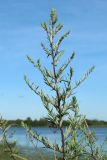 Artemisia vulgaris. Верхушка растения с бутонизирующими соцветиями (видна абаксиальная поверхность листьев). Беларусь, Витебская обл., окр. пос. Езерище, берег оз. Езерище у зашейка р. Оболь, бровка склона, суходольный разнотравно-злаковый луг. 14.07.2024.