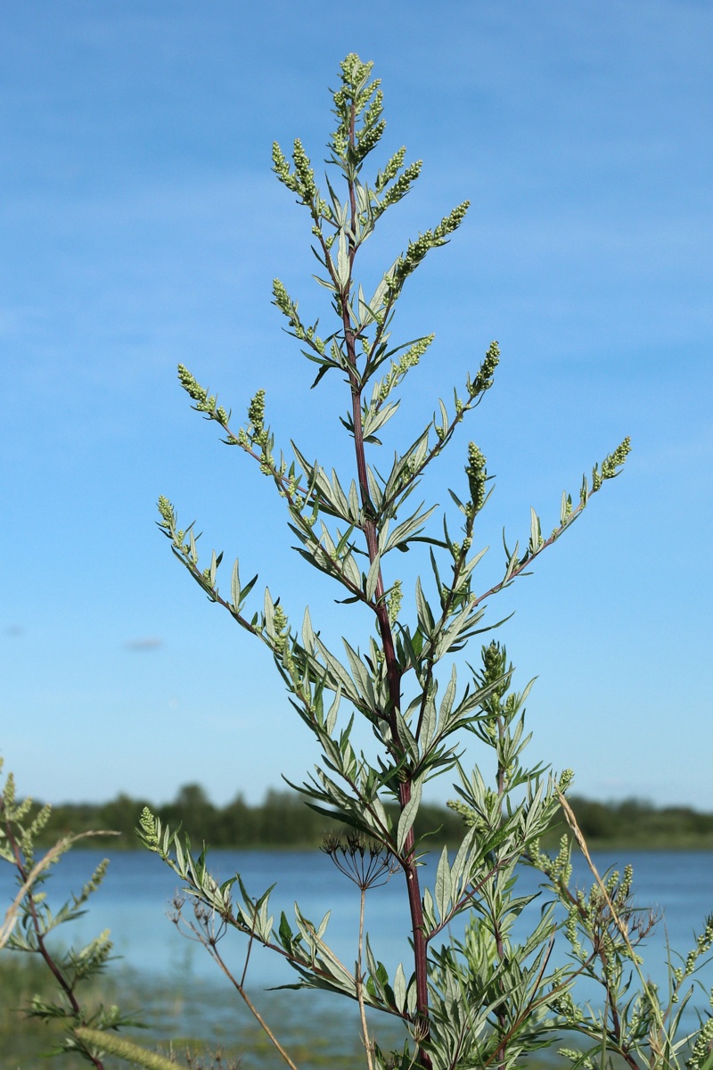 Image of Artemisia vulgaris specimen.