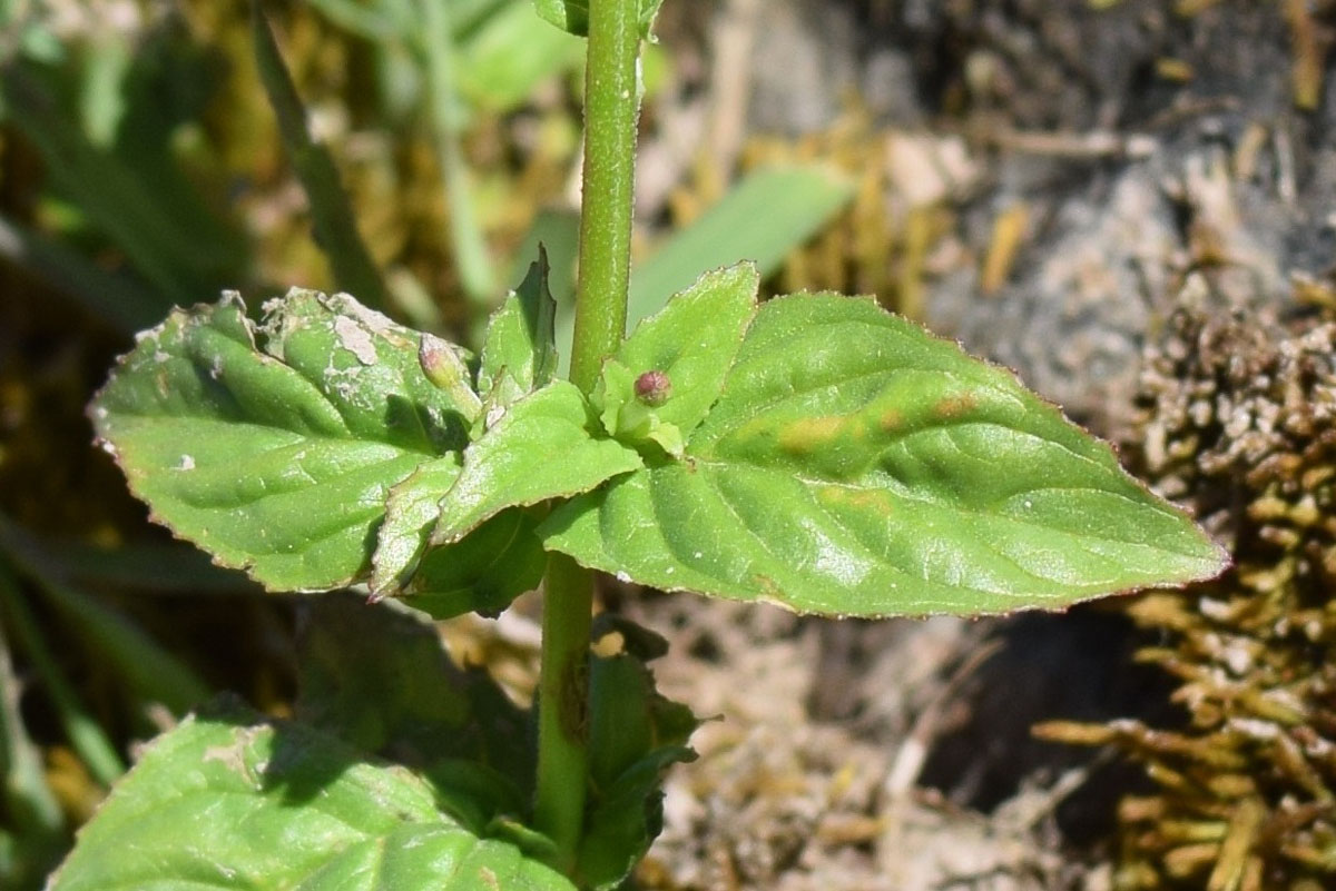 Image of genus Epilobium specimen.