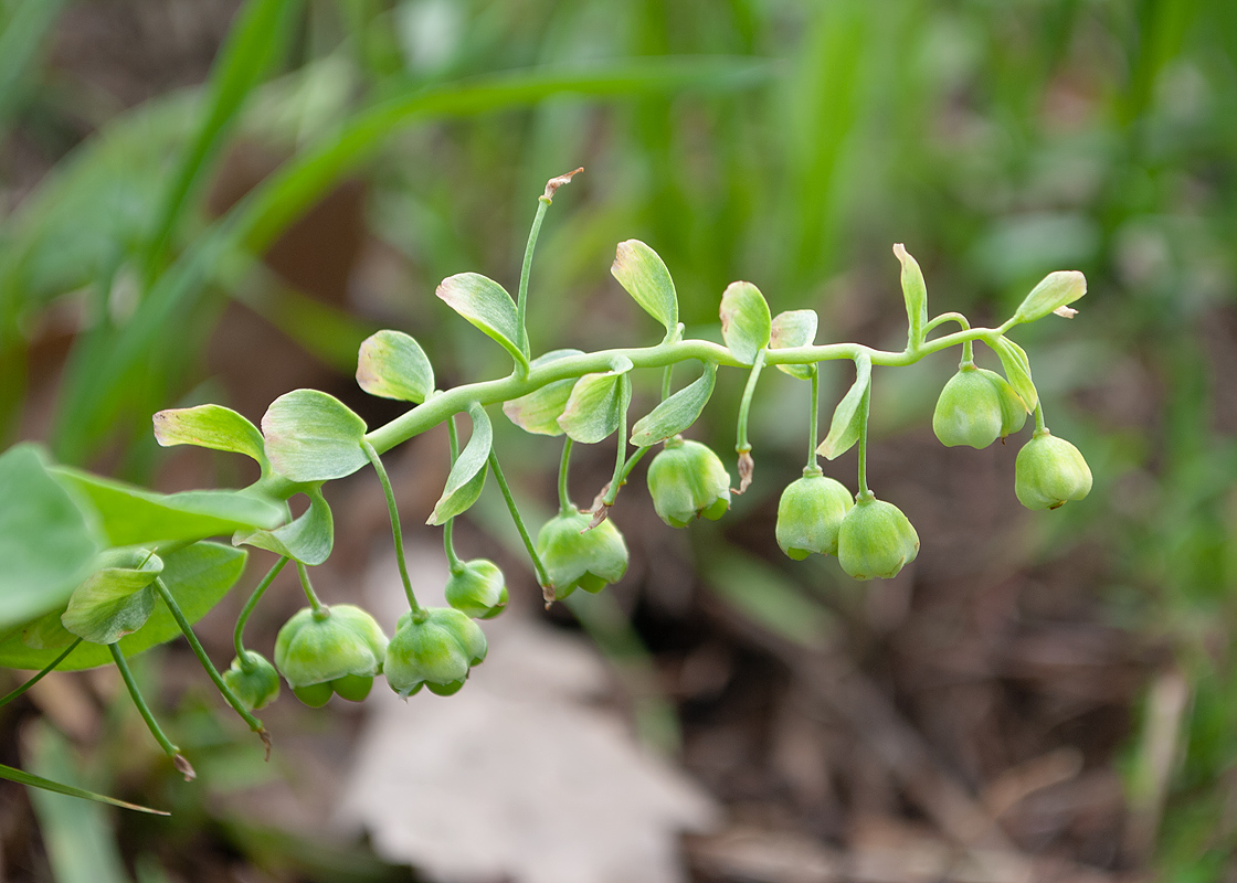 Изображение особи Gymnospermium altaicum.