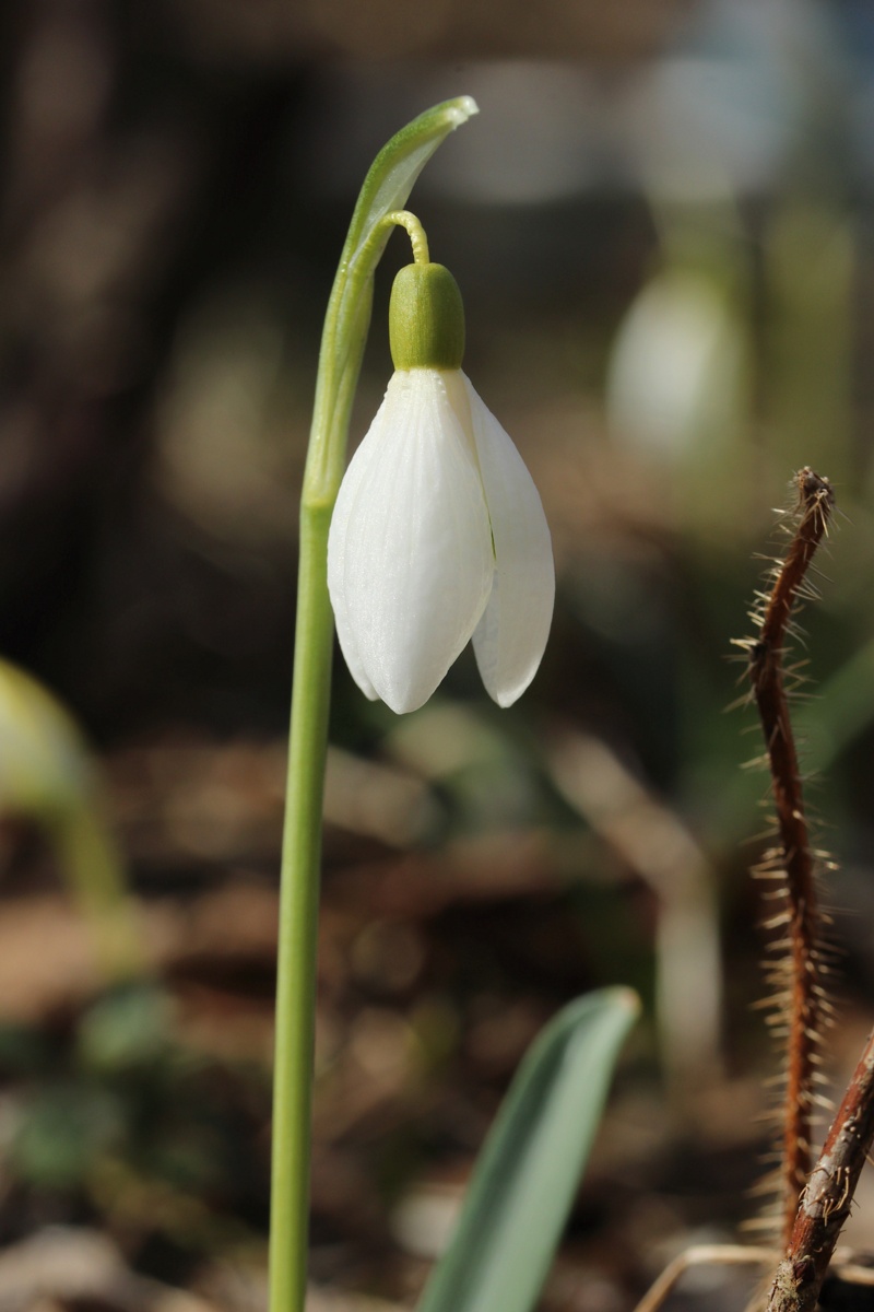 Image of Galanthus nivalis specimen.