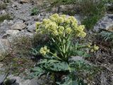 Megacarpaea orbiculata. Цветущее растение. Казахстан, Туркестанская обл., Байдибекский р-н, предгорья хр. Сырдарьинский Каратау, ур. Ак-Мечеть, на каменисто-глинистом склоне. 29 марта 2025 г.