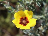 Смотреть изображение Rosa persica