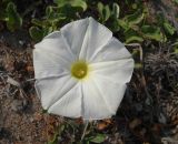 Смотреть изображение Ipomoea imperati