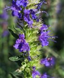 Смотреть изображение Hyssopus officinalis