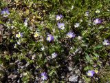 View full-size image Viola hymettia