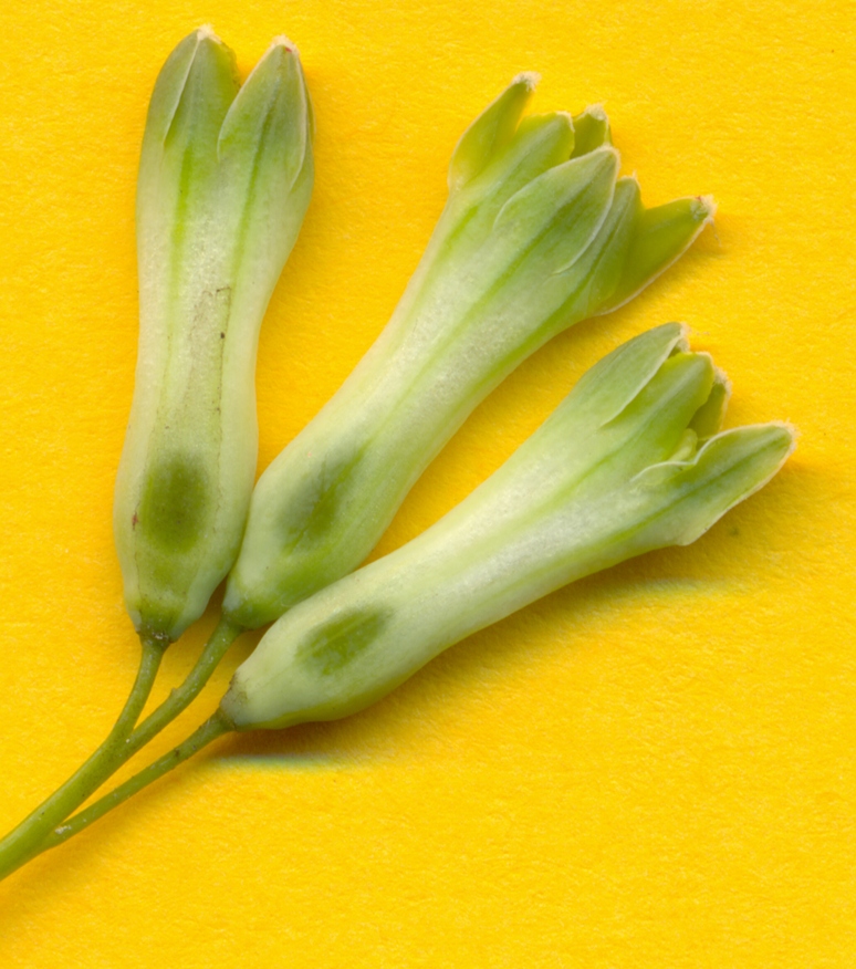 Image of Polygonatum multiflorum specimen.