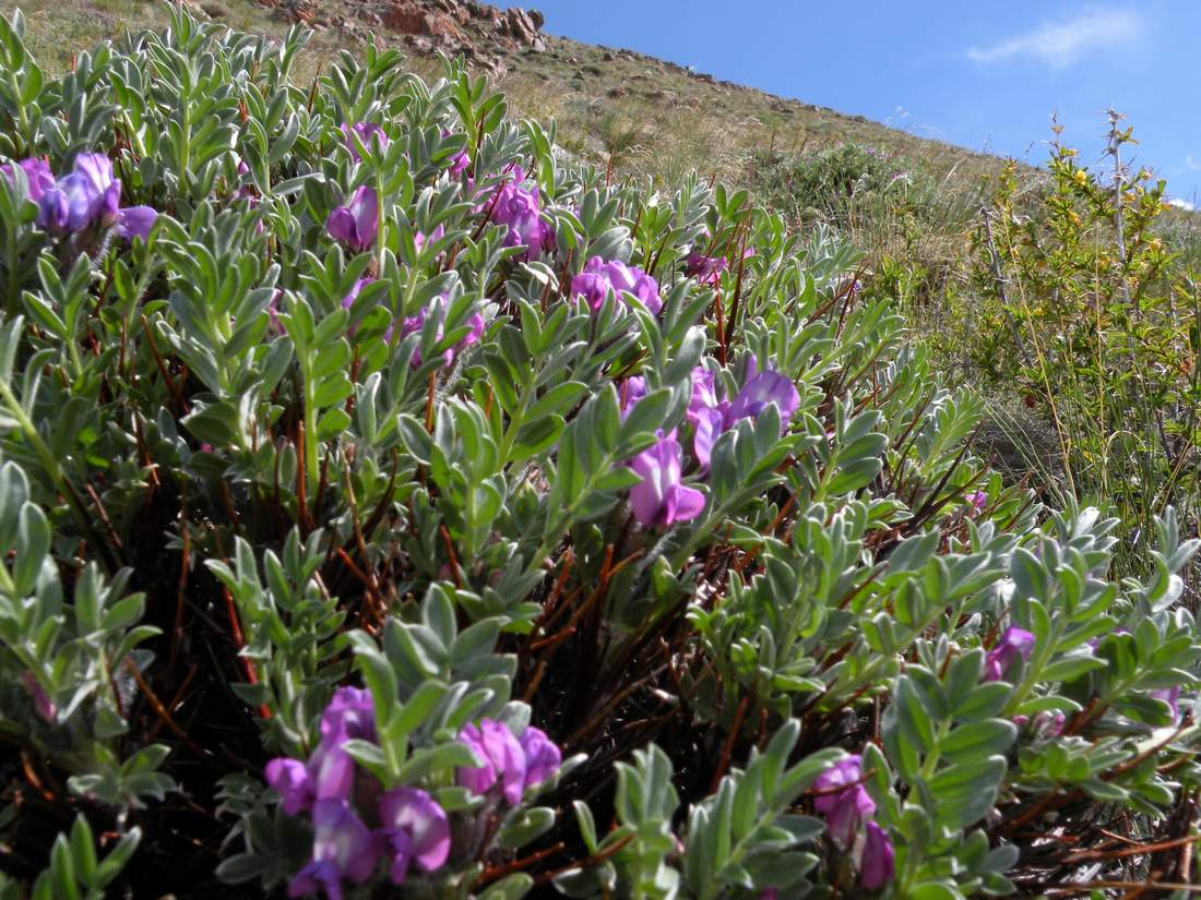 Image of Oxytropis tragacanthoides specimen.