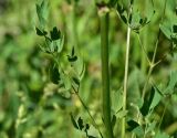 View full-size image Thalictrum simplex