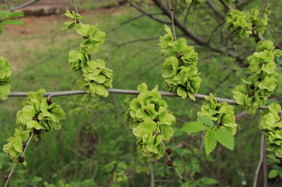 Image of Ulmus pumila specimen.