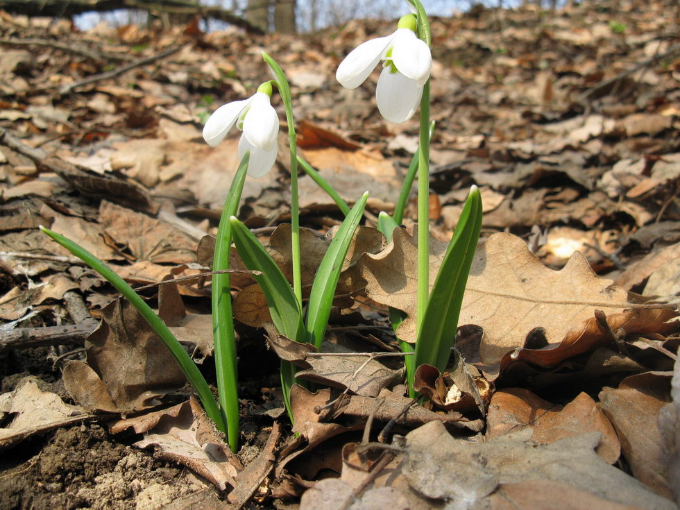 Image of Galanthus plicatus specimen.