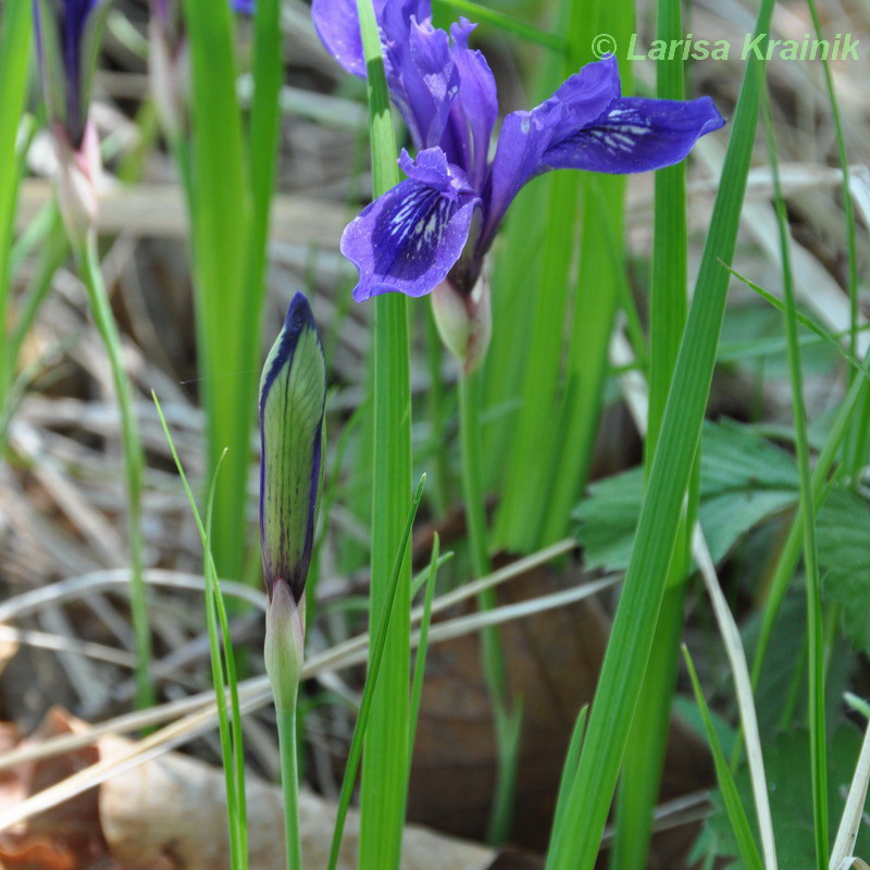 Image of Iris uniflora specimen.