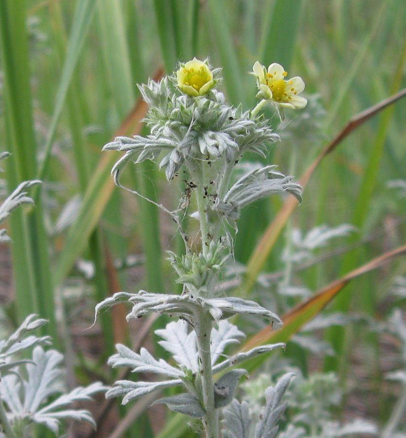 Image of Potentilla impolita specimen.