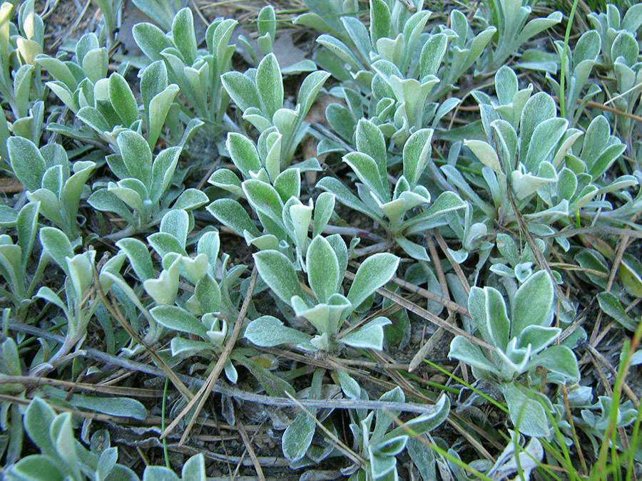 Image of Antennaria dioica specimen.