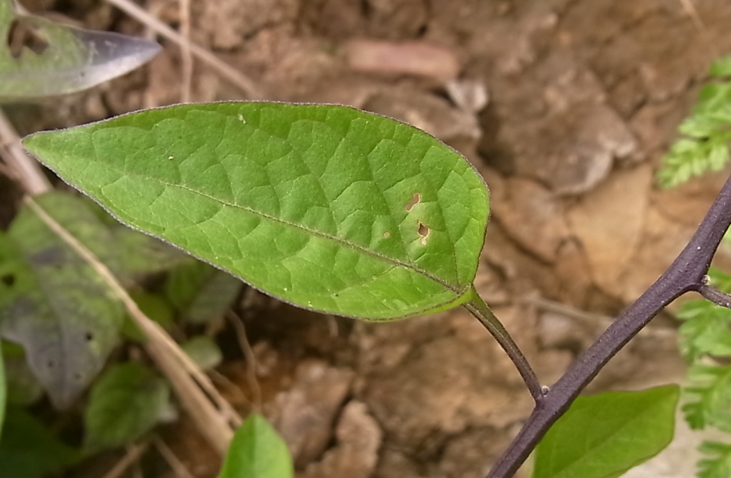 Изображение особи Solanum dulcamara.