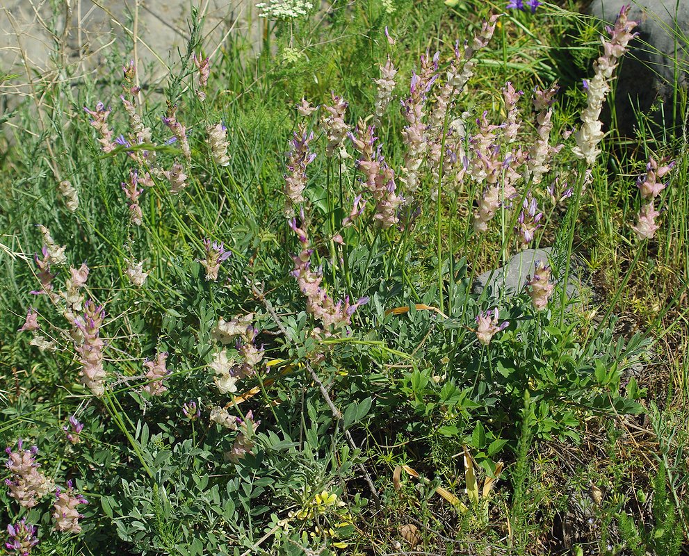 Image of Astragalus schrenkianus specimen.