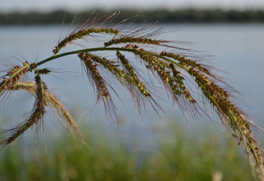 Изображение особи Echinochloa crus-galli.