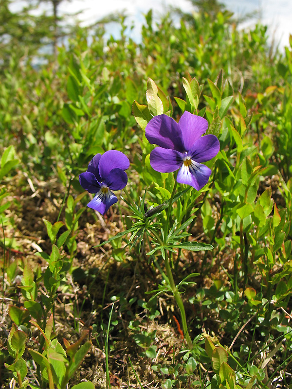 Image of Viola declinata specimen.