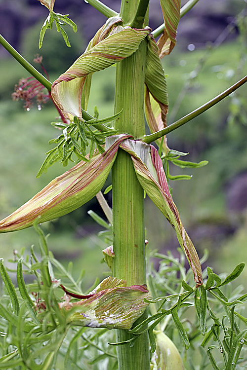 Image of genus Ferula specimen.