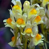 Linaria vulgaris. Часть соцветия. Московская обл., Раменский р-н, Хрипань, мокрый луг. 23.07.2004.