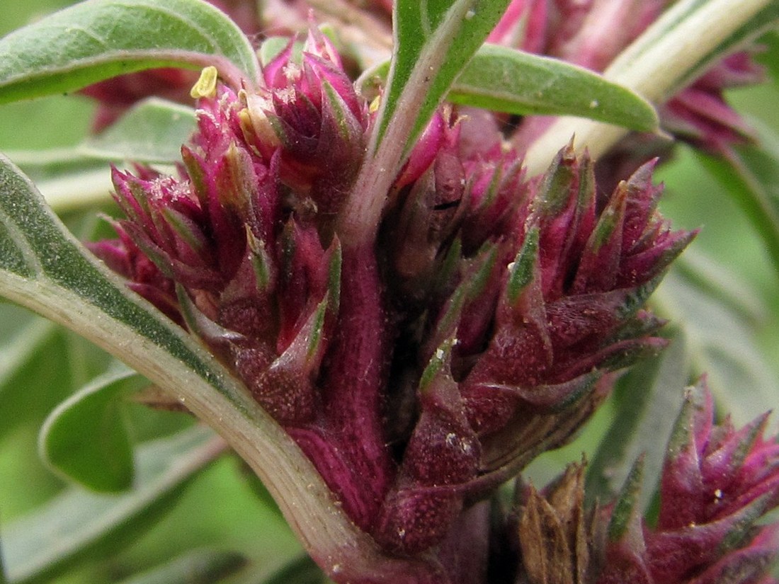 Изображение особи Amaranthus sylvestris.