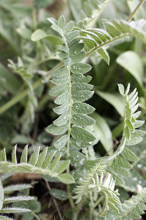 Image of Oxytropis baldshuanica specimen.