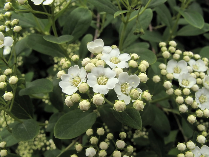 Image of Spiraea × vanhouttei specimen.