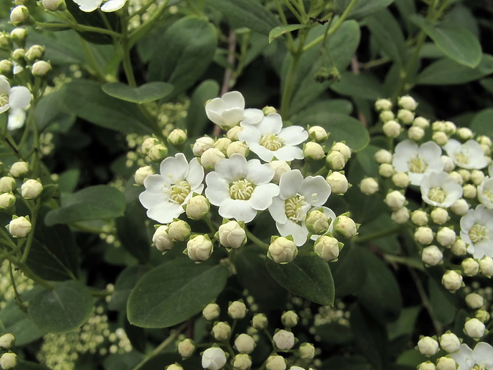 Изображение особи Spiraea &times; vanhouttei.