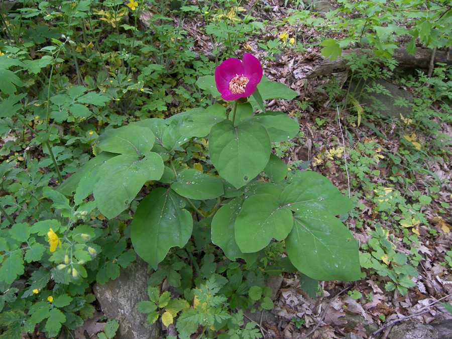 Изображение особи Paeonia caucasica.