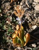 Primula macrophylla. Плодоносящее растение. Таджикистан, Памир, оз.Турумтайкуль, 4200 м н.у.м. 13.08.2011.