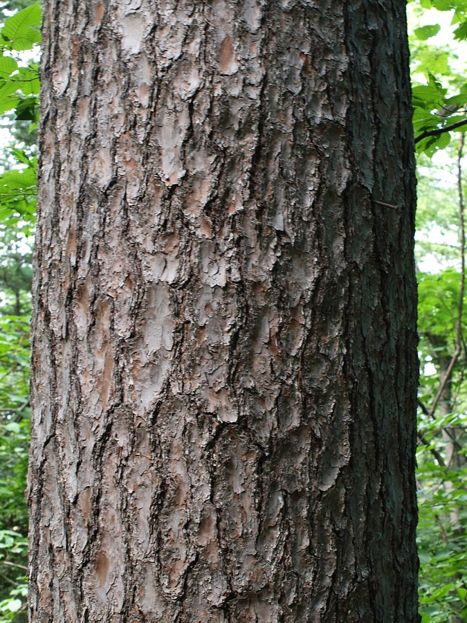 Image of Pinus sibirica specimen.