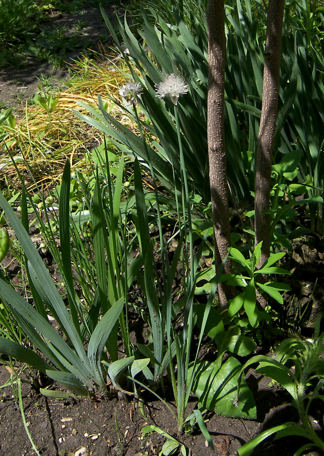 Image of Allium pseudostrictum specimen.